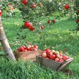 Ružičasti biseri - razne jabuke sa ružičastim mesom